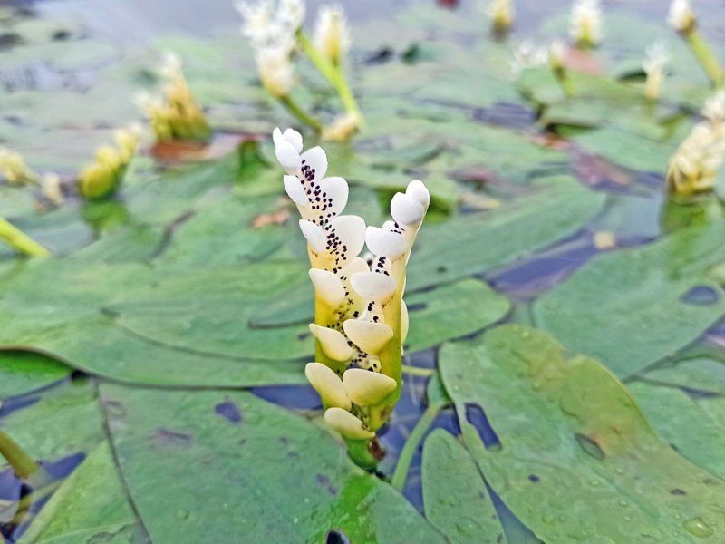 Aponogeton distachyos - afrikanische Wasseraehre